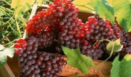 网红吃葡萄瓜视频大全,趣味视频大盘点！